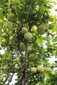 D.K.M 3 Custard Apple Plants