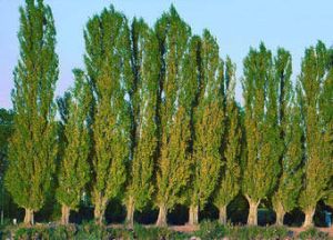 Poplar Plants