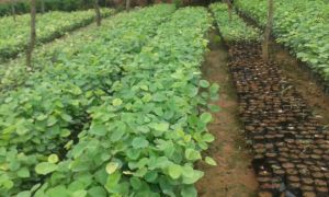 Red Sandalwood Plants