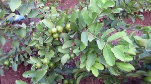 Taiwan Pink Guava Plants