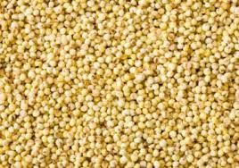 Foxtail Millet Seeds