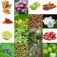 Ayurveda Products