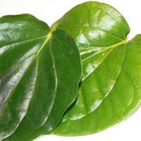 piper betel leaf