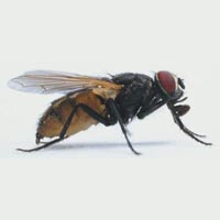 fly control services