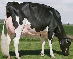 Holstein Friesian Cow