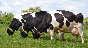 Holstein Friesian Cow