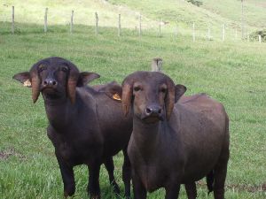 Jafarabadi Buffalo