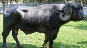 Jafarabadi Buffalo