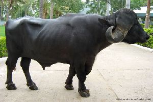 Jafarabadi Buffalo