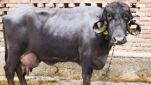 Jafarabadi Buffalo
