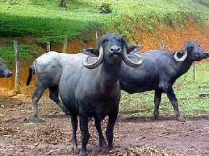 Jafarabadi Buffalo