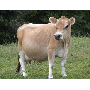 Jersey Cow