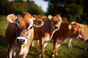 Jersey Cow