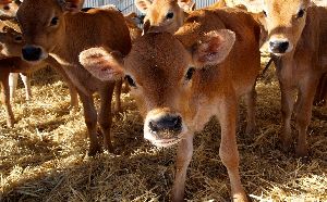 Jersey Cow