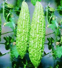 Bitter Gourd - Karela