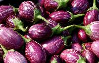 Brinjal - (Eggplant )