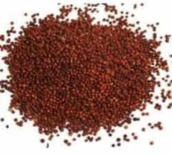 Finger Millet - ( Ragi )