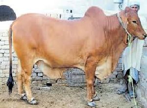 Sahiwal Bull