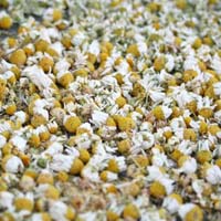 Chamomile dry flowers