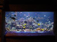 aquarium fish tanks