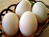 Duck Eggs