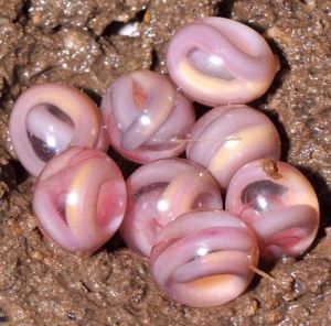 Earthworm eggs