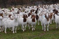 goat farming services