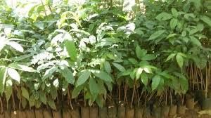 mahogany plants