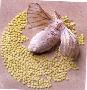 Silkworm Seeds