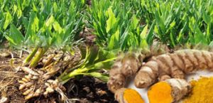 Turmeric Farming Services