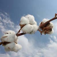 DCH-32 Raw Cotton