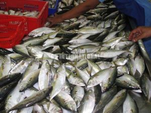 Frozen Indian Mackerel Fish