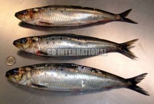 Frozen Indian Oil Sardine Fish