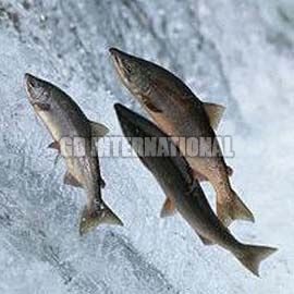 Frozen Indian Salmon Fish