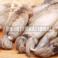 Frozen Squid Fish