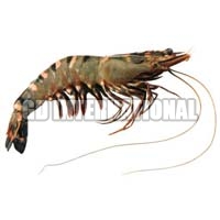 Frozen Tiger Prawn