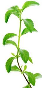 Natural Stevia Leaves