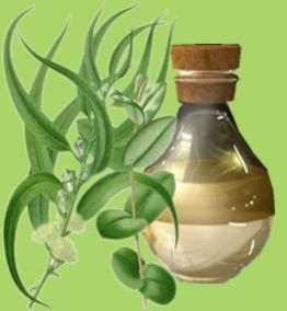 Eucalyptus Oil