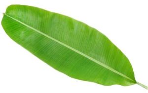 Banana Leaves