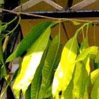 mango leaves