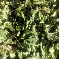 Dried Neem Leaves