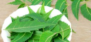 Fresh Neem Leaves