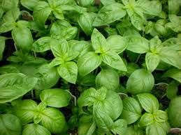 Fresh Basil Leaves