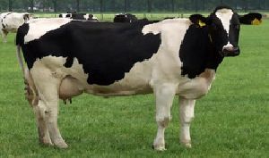 Holstein Friesian Bull
