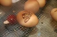 Hatching Eggs