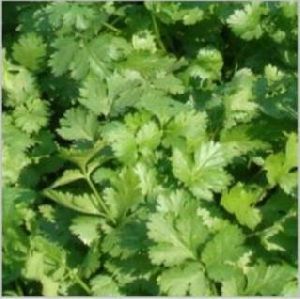 Coriander