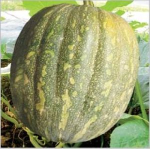 Hybrid Pumpkin
