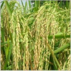 Hybrid rice