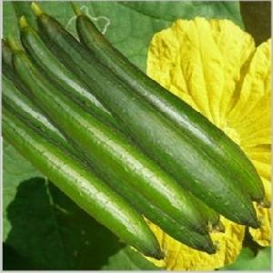 Hybrid Sponge gourd