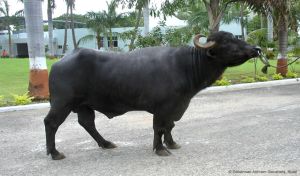 Murrah Bull